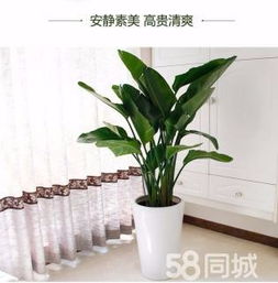 綠植租賃、花卉租擺與小區(qū)園林綠化 設(shè)計、施工與養(yǎng)護一體化服務